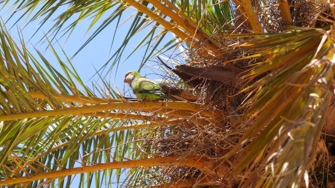 A birdy outside of Parc Guell